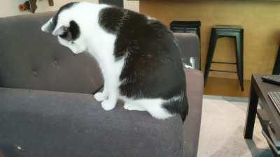 I don't think he knows it's his own tail