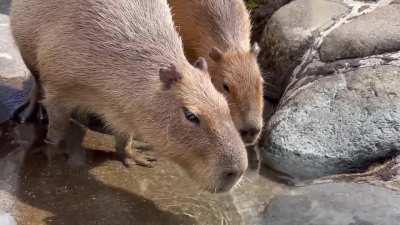 This is peaceful to watch