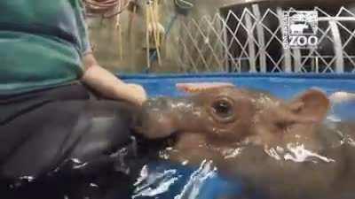 Run! Save yourselves!! Baby Hippo attack!