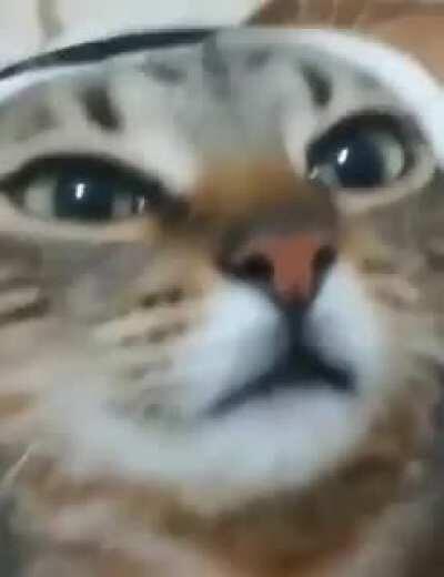 Gato iraniano ou sei lá