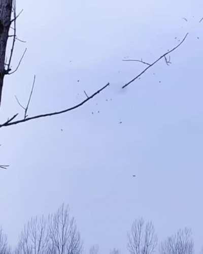 Slingshot vs tree branches