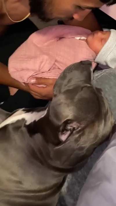 It's cool how animals seem to understand what babies are regardless of species.