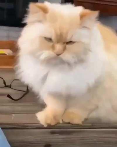 Эй, человек, дай мне вкусняшку!