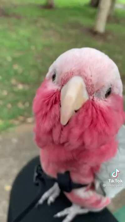 I think I just found the parrot from this sub's avatar. Meet 