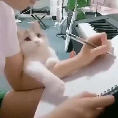 If you find a significant other that looks at you like this cat marry them.