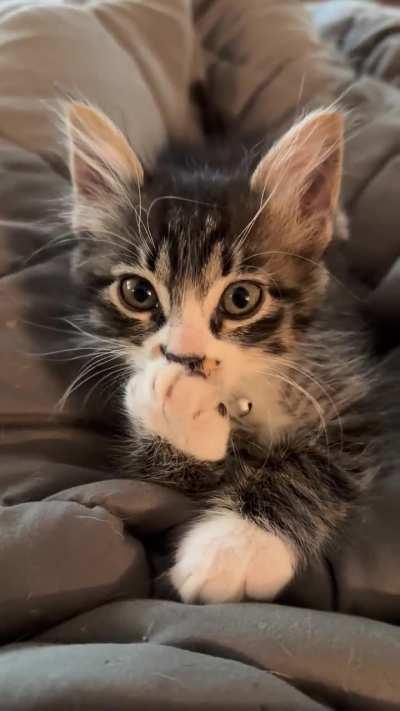 Cornelius sucks his thumb and immediately falls asleep 😩