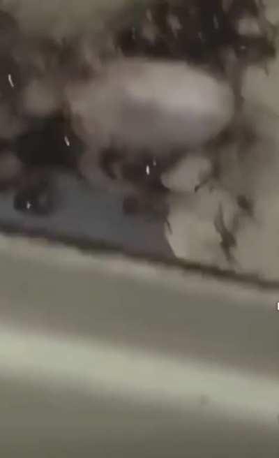 New housemates living in shed