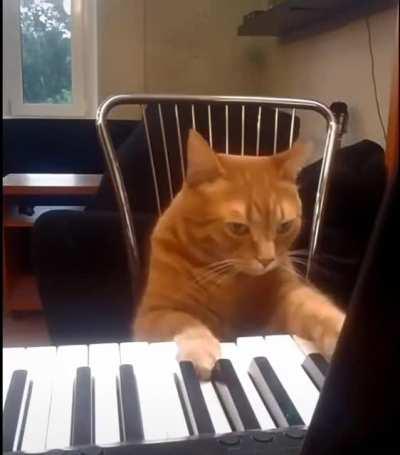 Ladies & gentlemen I present to you Cat-hoven .