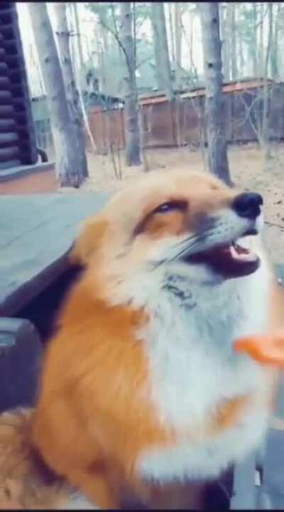 What does the fox say?