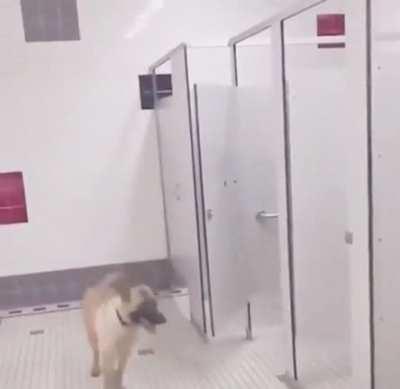 Wcgw leaving your dog