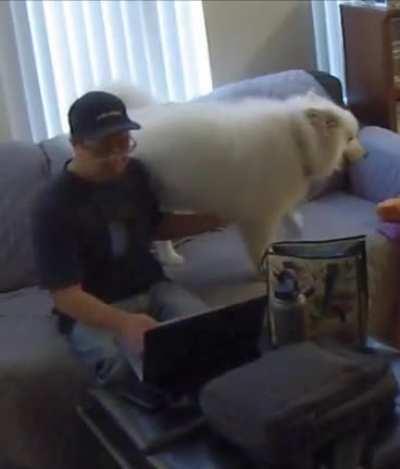 You work much. Gib belly rubs!