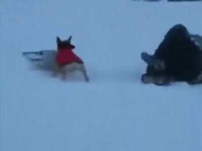 Dog steals a snow sled.