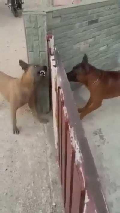 Barrier Aggression In Dogs