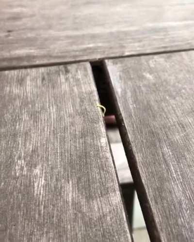 Tiny inchworm VS enormous gap