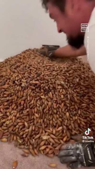 700 pounds of acorn