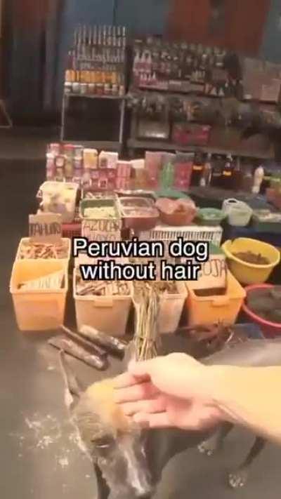 Peruvian wunk