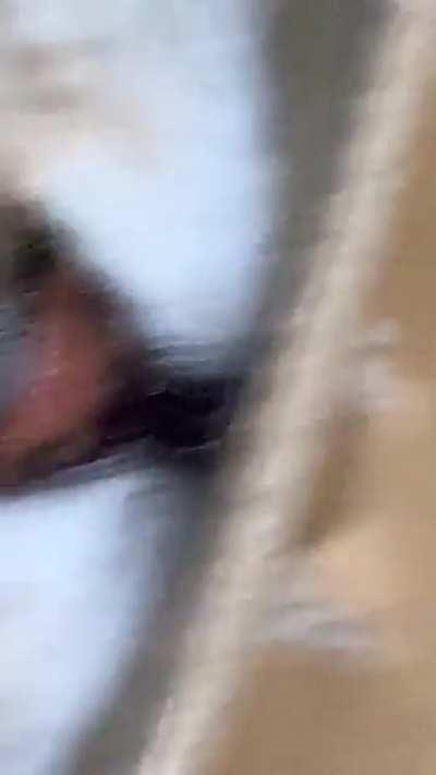 Oh my what large teefs