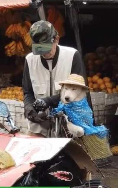 Owner making sure doggo doesn't get wet from the rain