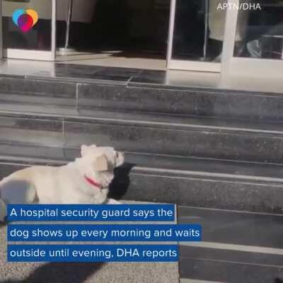 Just a plain doggo freakout.