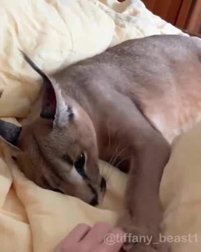 I will be posting more soon