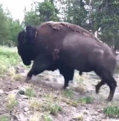 Trying to mess with a Bison's personal space