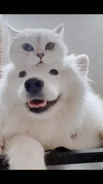 Got his thinking cat on.