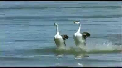 The grebes' leg movements are extremely fast. They take as many as 10 strides per second, which is faster than any other bird ever studied. They can run on water.
