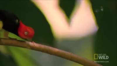 Do these fast tippy taps count?