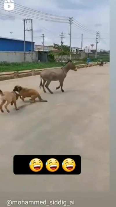 When a donkey gets fed up lol