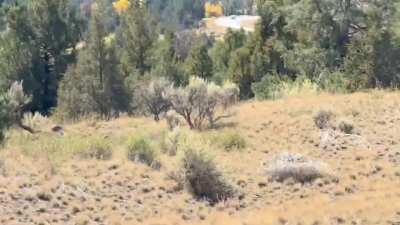 She looked both ways before crossing the highway!