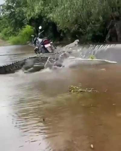 Absolute Unit of a croc headed upstream