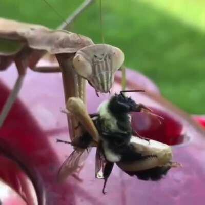 Lightning-fast Praying Mantis captures bee that lands on it's back.