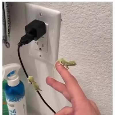 Most interesting thing i have seen in a while