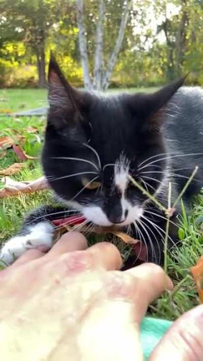My cat (Mikasa) doing one of our favourites activities, hunting my fingers. Sadly she passed away a few months ago, but will always be my love