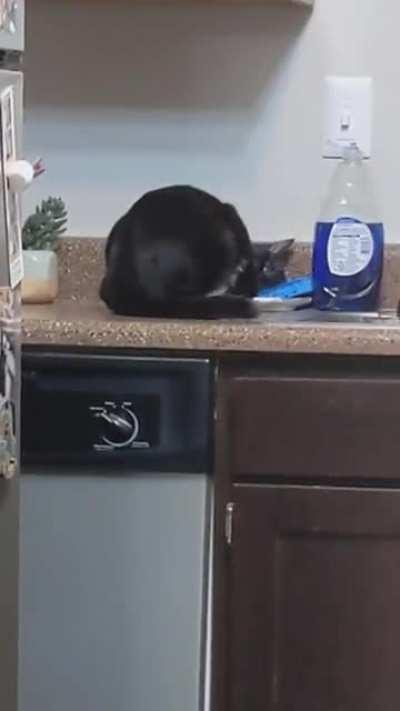 Getting weird with the dish sponge