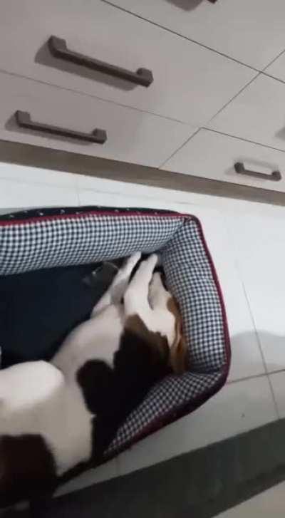 Never use fabric softener when washing a beagle bed. He gets mad.