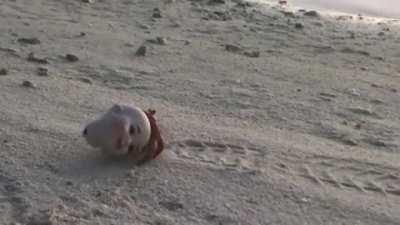 🔥 Hermit crab using a discarded doll's head as a shell.