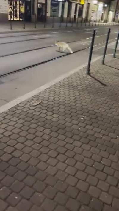 A fox in krakow last night