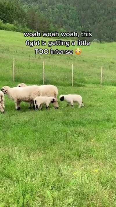 (@animalsdoingthings on tiktok)