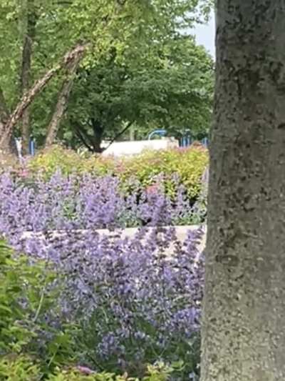 Saw this little hummingbird going at it with some lavendar in SE Michigan this morning.