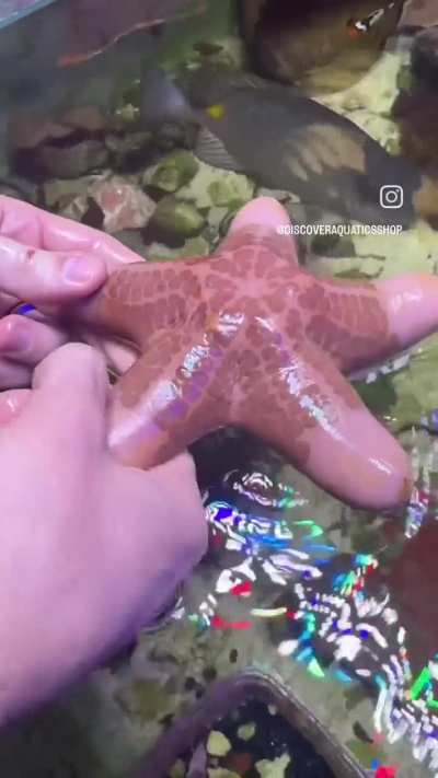 It's a star