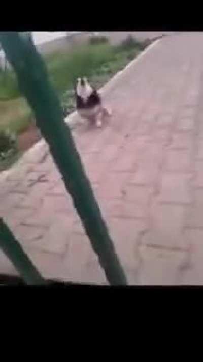 Doguinho latindo ao contrário