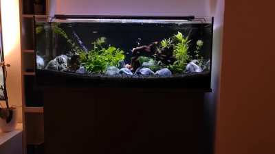 New planted tank, beginner, I want more plants, but looking for tips and suggestions