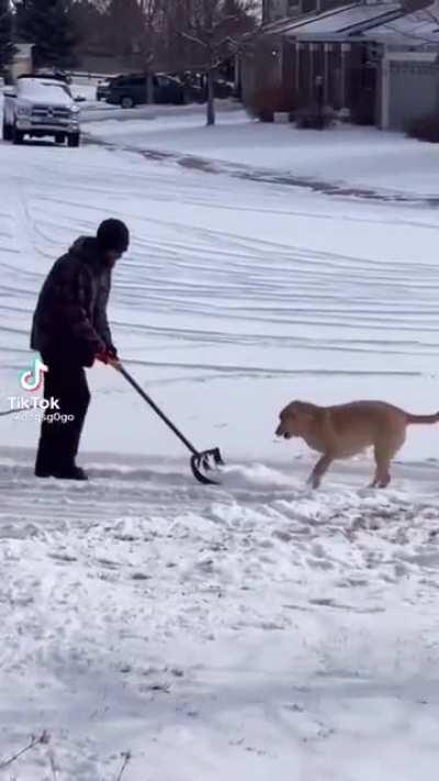 I love dogs in the snow ❄