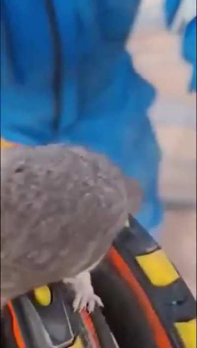 Rescataron un Monito del Monte (Dromiciops gliroides) en pleno yacimiento petrolero de Añelo, Neuquén