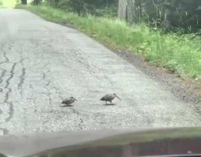A driver waits while watching a woodcock finish crossing the road. 😂