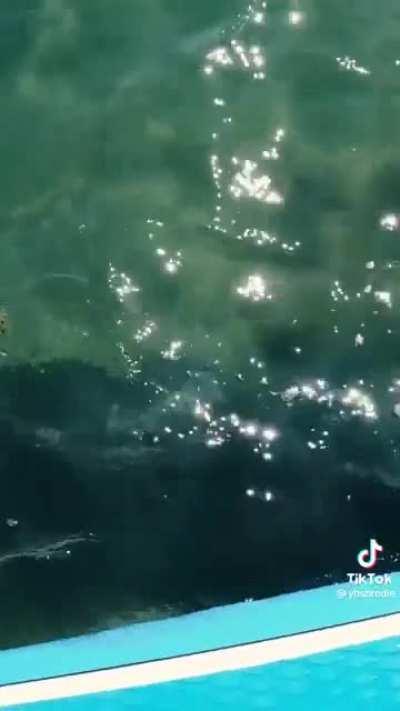 Crazy fucking Aussie