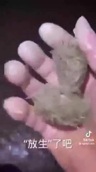 What famine does to a MF