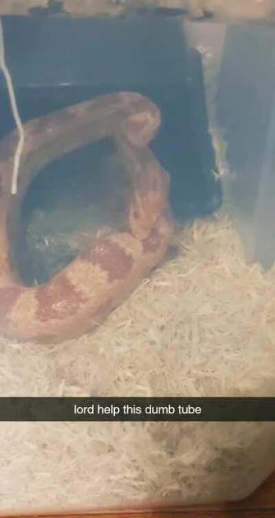 Snake.exe has encountered a problem