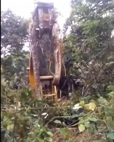 World's biggest snake found in Dominica